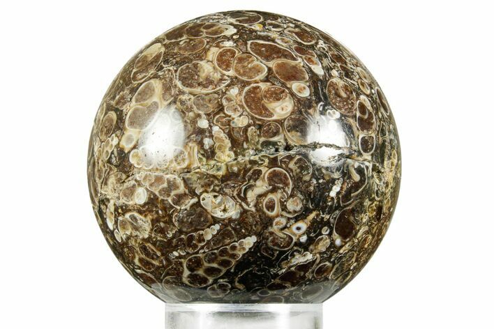 Polished Freshwater Snails (Elimia) In Limestone Sphere - Wyoming #370886